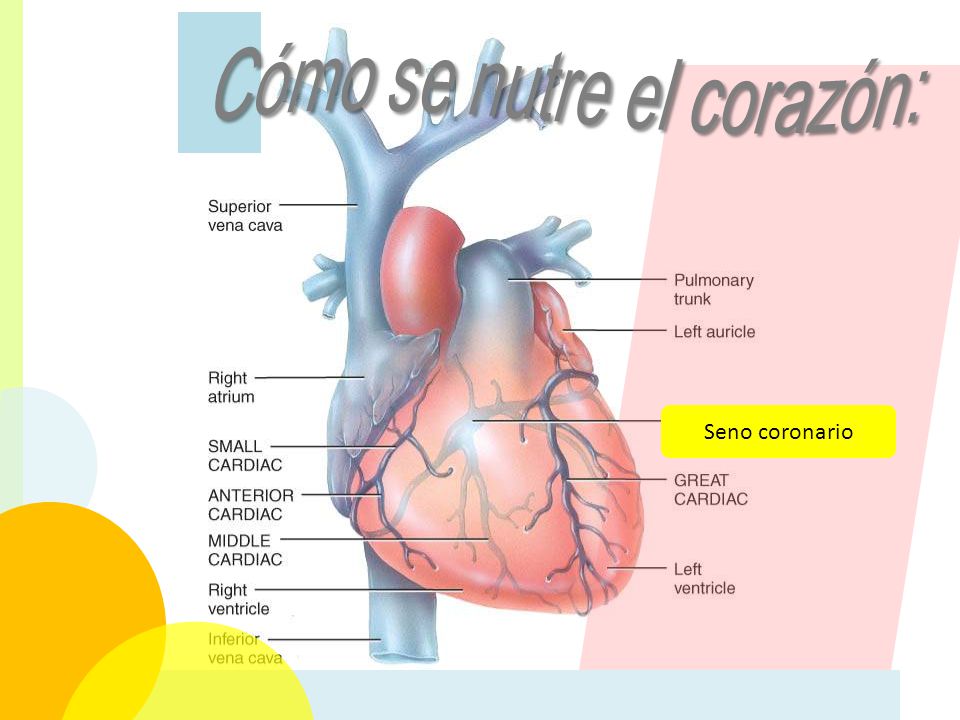 que arterias nutren al corazon que arterias nutren al corazon